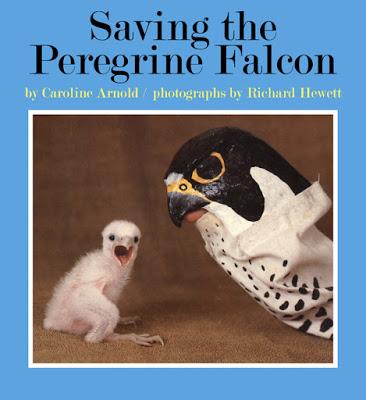 SAVING THE PEREGRINE FALCON is now available as an E-Book