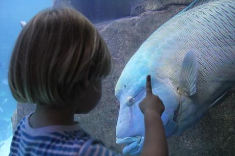 Our Day At National Marine Aquarium Plymouth: Devon Days Out