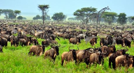 The Great Migration at Serengeti National Park, Tanzania, Africa, shutterstock_51072787 (1)