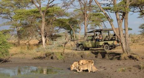 Incredible Africa: Serengeti State of Mind