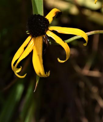 The Peace of Flowers, Trees and, Cows