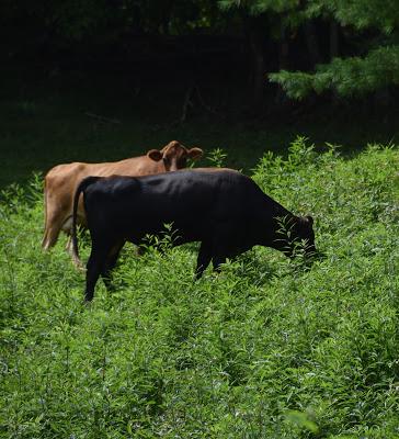 The Peace of Flowers, Trees and, Cows