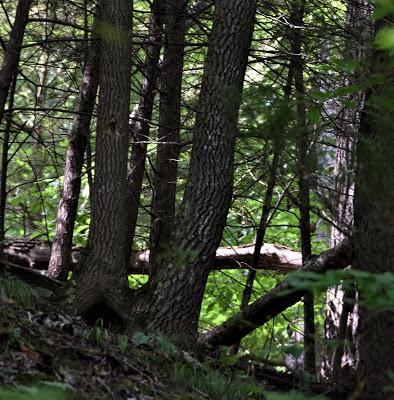 The Peace of Flowers, Trees and, Cows