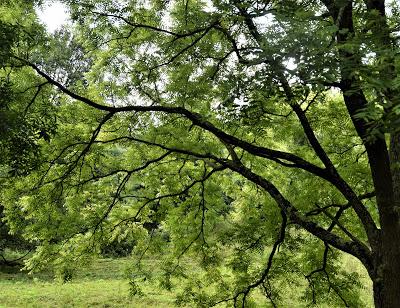 The Peace of Flowers, Trees and, Cows