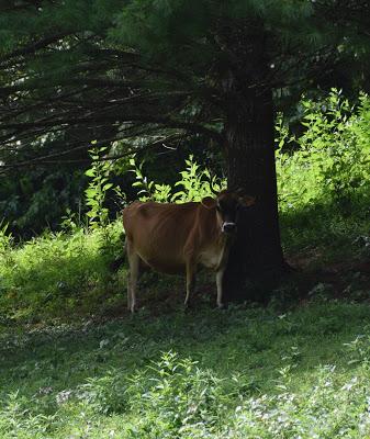 The Peace of Flowers, Trees and, Cows
