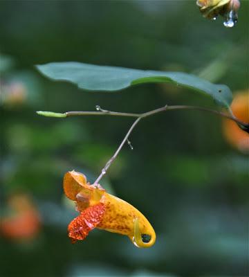 The Peace of Flowers, Trees and, Cows