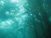 Monterey Bay: Best West Coast Diving