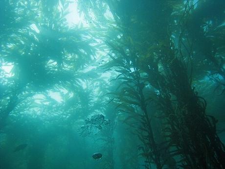 Monterey Bay: The Best West Coast Diving