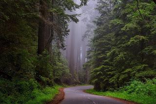 Image: Redwood National Park, California, on Pixabay