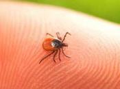 Here’s Need Stay Away from Tick Bites!