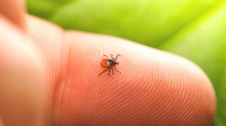 Here’s why you need to stay away from tick bites!