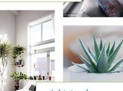 Best Plants Tiny Spaces
