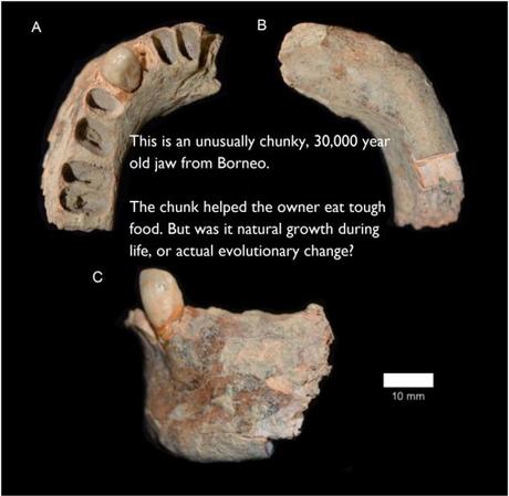 Neanderthal hybrids – Human evolution news update #13