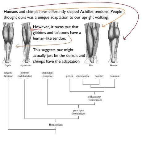 Neanderthal hybrids – Human evolution news update #13