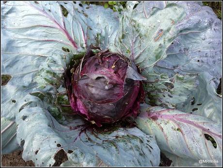 Harvesting squashes and Huauzontle