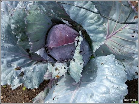 Harvesting squashes and Huauzontle