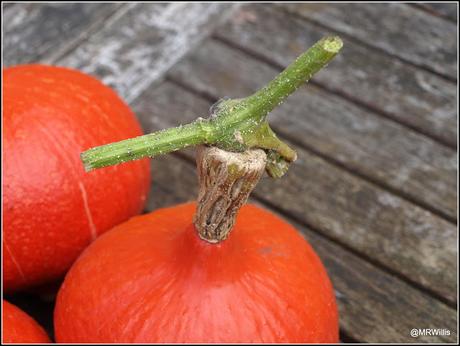 Harvesting squashes and Huauzontle