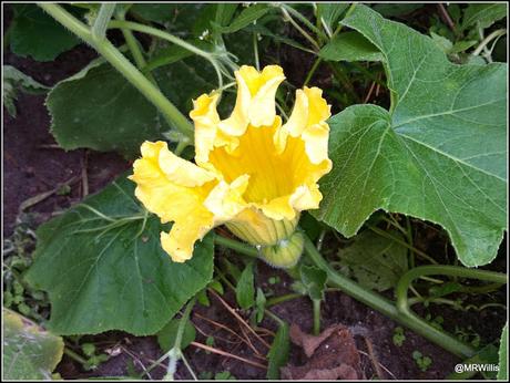 Harvesting squashes and Huauzontle