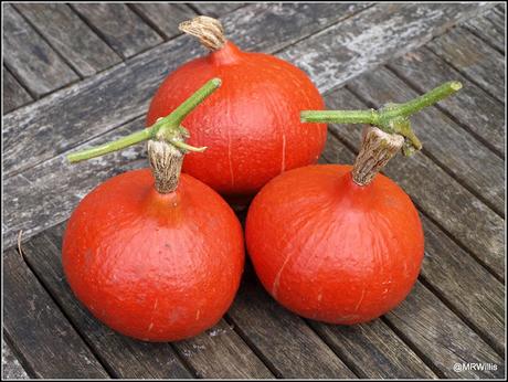 Harvesting squashes and Huauzontle