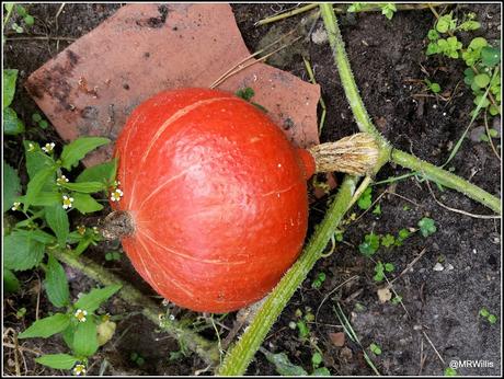 Harvesting squashes and Huauzontle