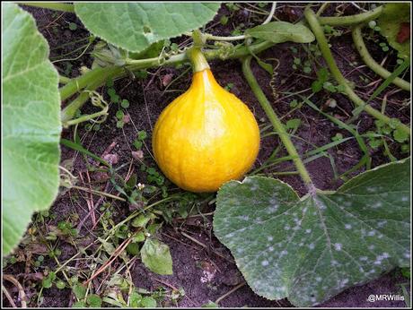 Harvesting squashes and Huauzontle