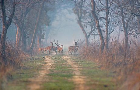10 destinations for Wildlife Photography in India