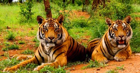 10 destinations for Wildlife Photography in India