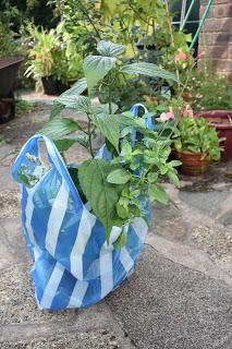 A bag full of plants
