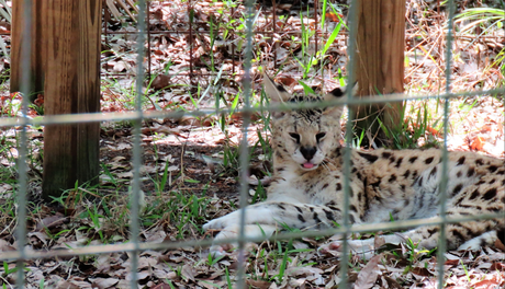 Big Cat Rescue, Tampa: the fascinating world of Felines