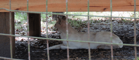 Big Cat Rescue, Tampa: the fascinating world of Felines