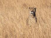 Savanna Biome: Location, Climate, Temperature, Plants Animals