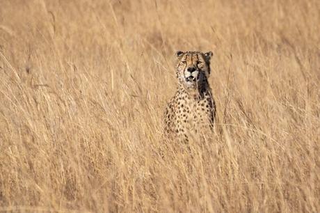 cheetah-standing-on-grasses