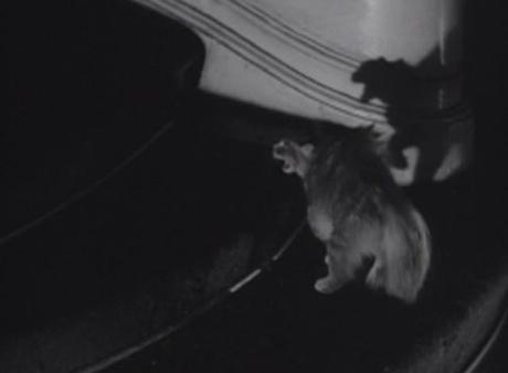 favorite movie #11: the uninvited