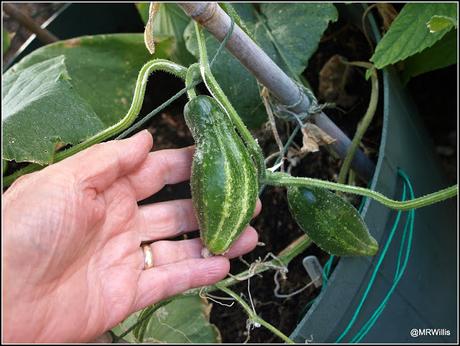 End-of-season cucumbers