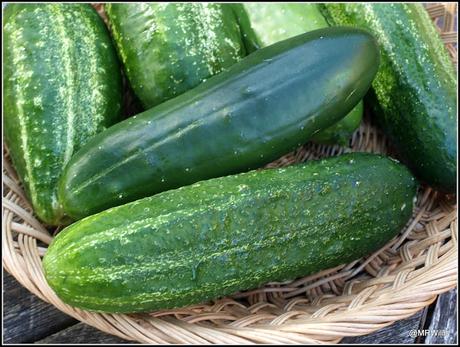 End-of-season cucumbers