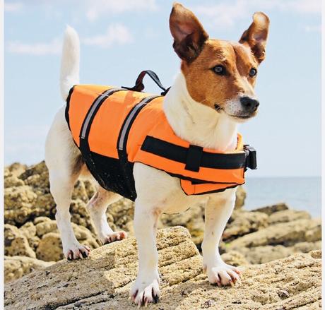 Tips for finding the best life jacket for your dog