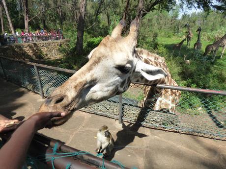 giraffe feeding time Haller Park Mombasa