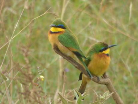 pair of Little Beeeaters, Nairobi National Park