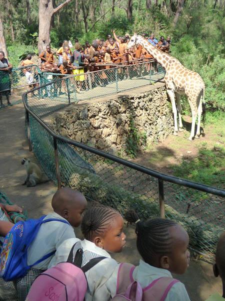 giraffe feeding time Haller Park Mombasa