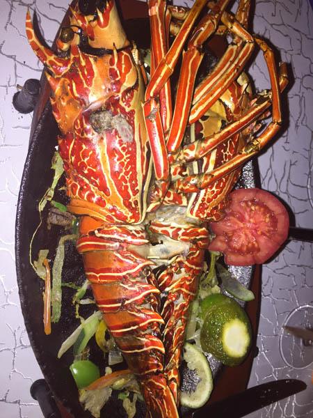 grilled lobster. Voyager Resort, Smugglers’ Cove restaurant 