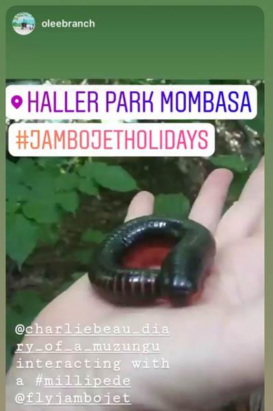 millipede Haller Park Mombasa