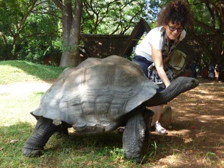 Diary of a Muzungu. Giant tortoise, Haller Park Mombasa