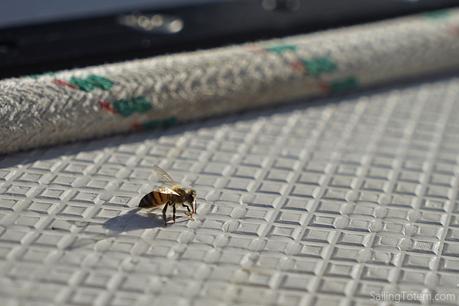 A bee drinking dew from a sailboat deck