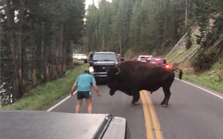 Bison-Taunting National Park Visitor Sentenced to 130 Days in Jail