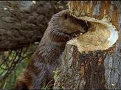 Indwelling Beaver Dams