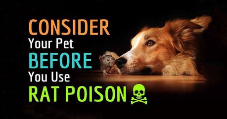 How to Prevent Dog Poisoning, What to Avoid, Improve Your Dog’s Diet