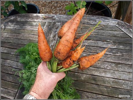 A carrot for every reason...