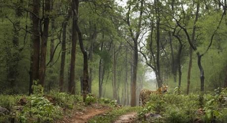 Royal Bengal tiger in green Monsoon forest Tadoba India