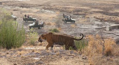 Safari Group watching Wild Tiger, Ranthambore National Park, India