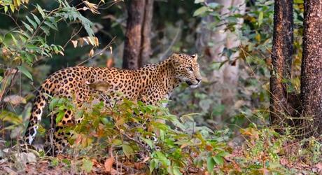 Leopard (Panthera pardus) is alert, Tadoba, Chandrapur, Maharashtra, India